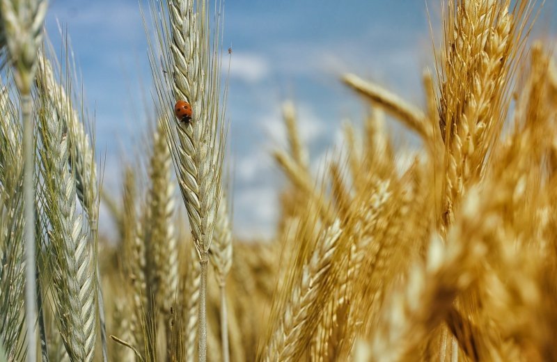 Graanvelden fietsroute Lekker'nei